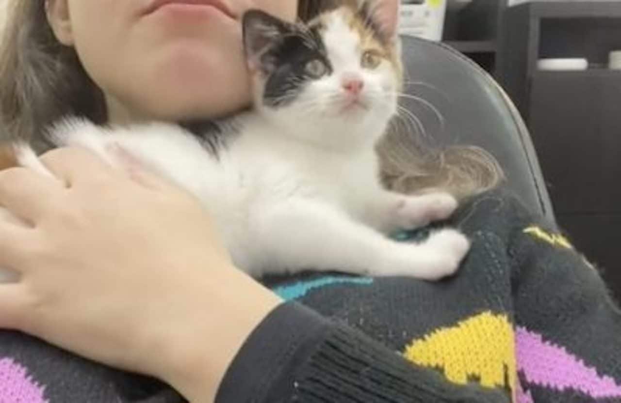 chat patron
