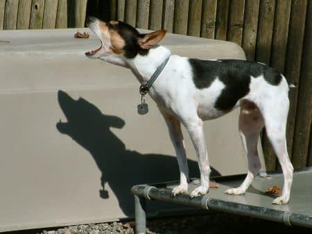 chien aboie