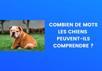 chien mots