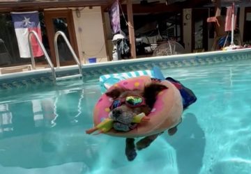 chien piscine