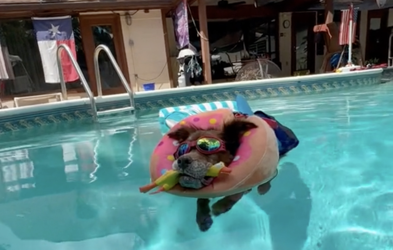 chien piscine