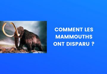 mamouth