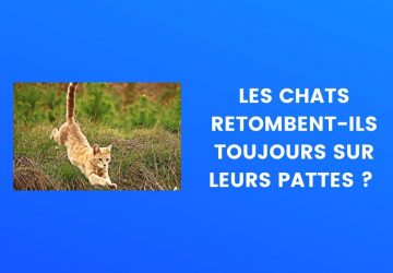 le saviez vous chat
