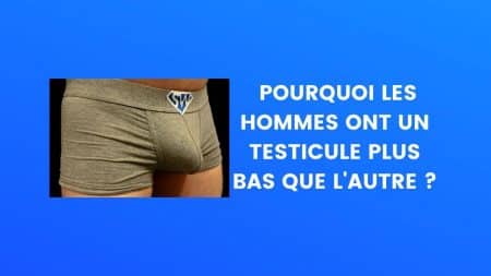 le saviez vous testicule