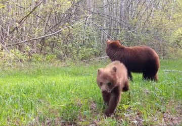 Dans une forêt du Minnesota, un ourson tente d'attaquer une caméra