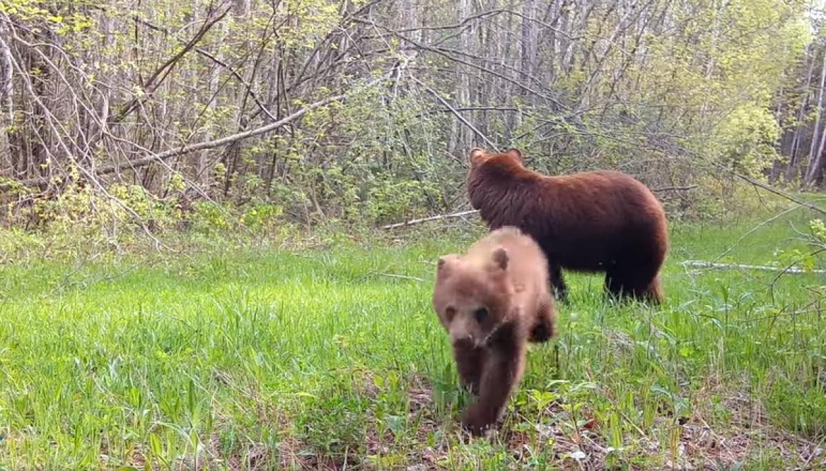 Dans une forêt du Minnesota, un ourson tente d'attaquer une caméra
