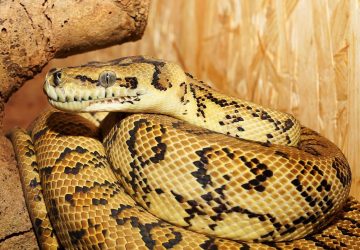 python