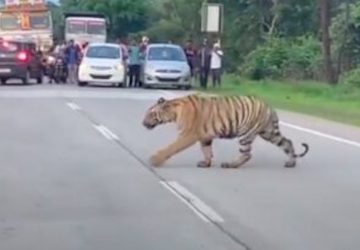 tigre