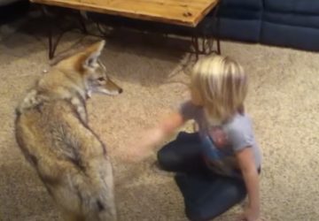 wiley coyote