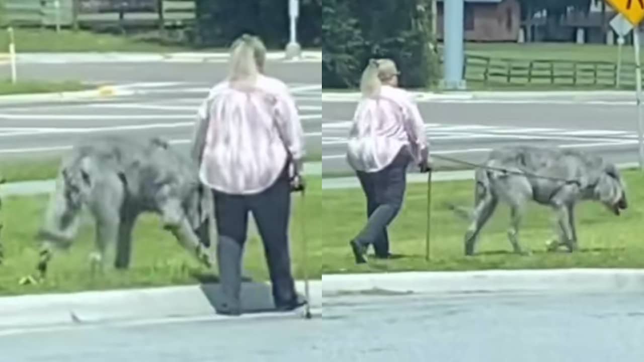 Animal promene