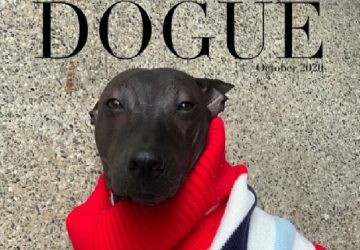 Ce chien fait le buzz sur la toile sa particularité est folle
