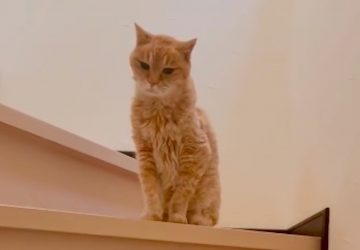 Chat