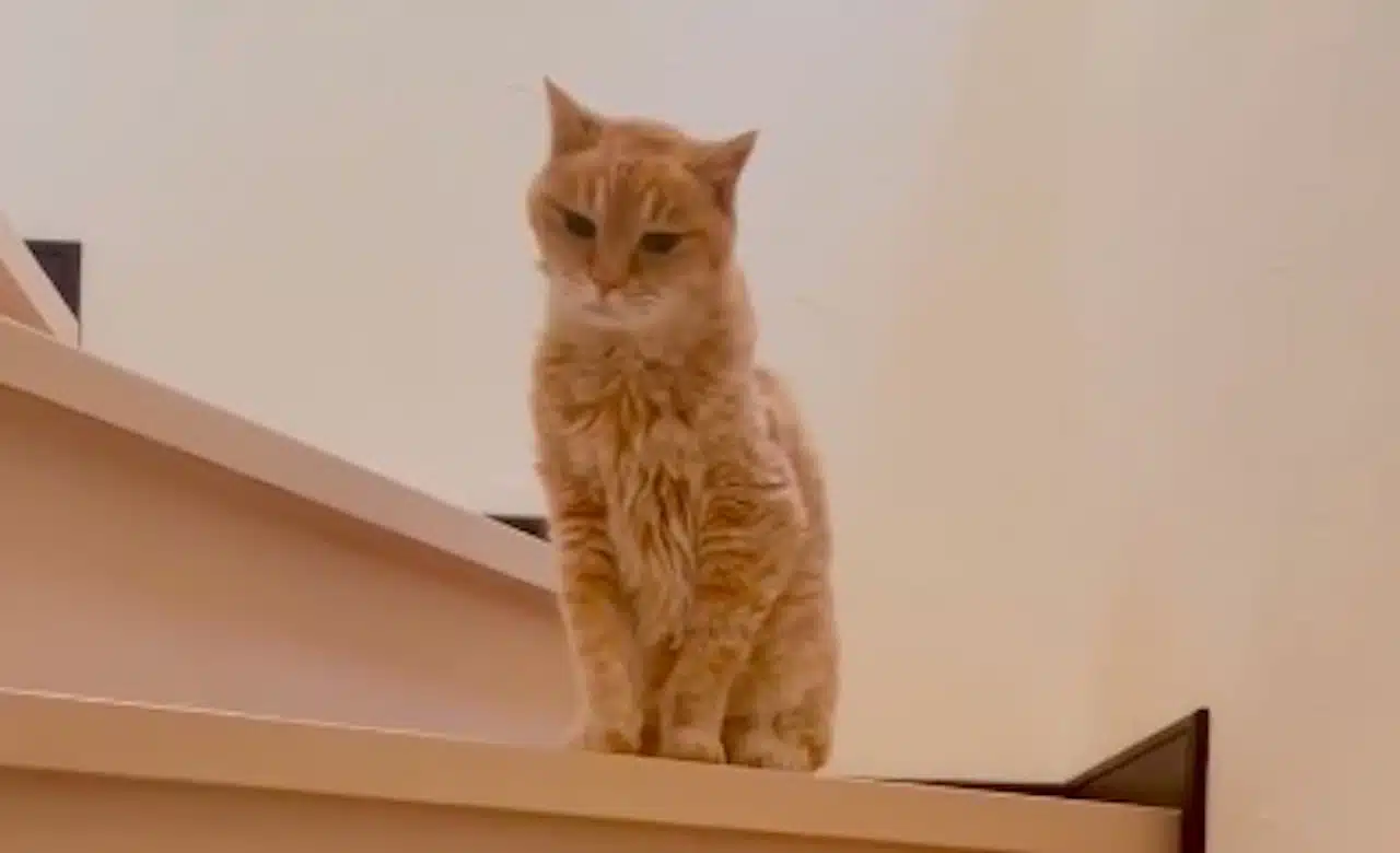 Chat