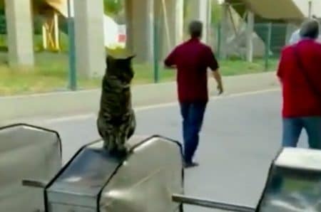 Chat