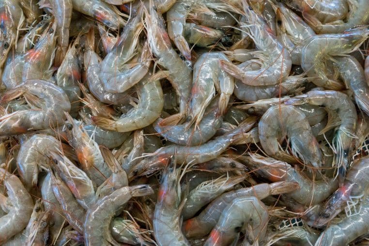Crevettes faits divers