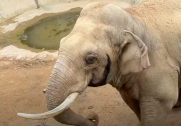 Elephant