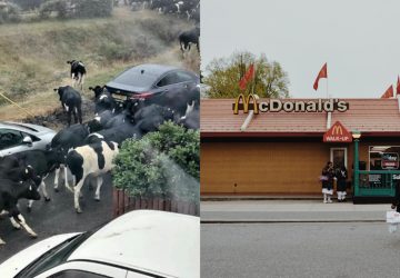 fait divers insolite