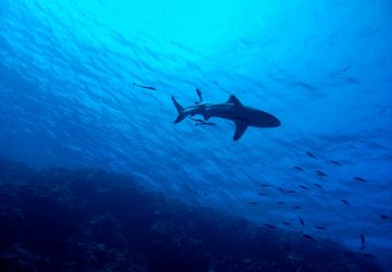 Le requin qui nageait depuis quelques jours dans les eaux d'Hyères est décédé