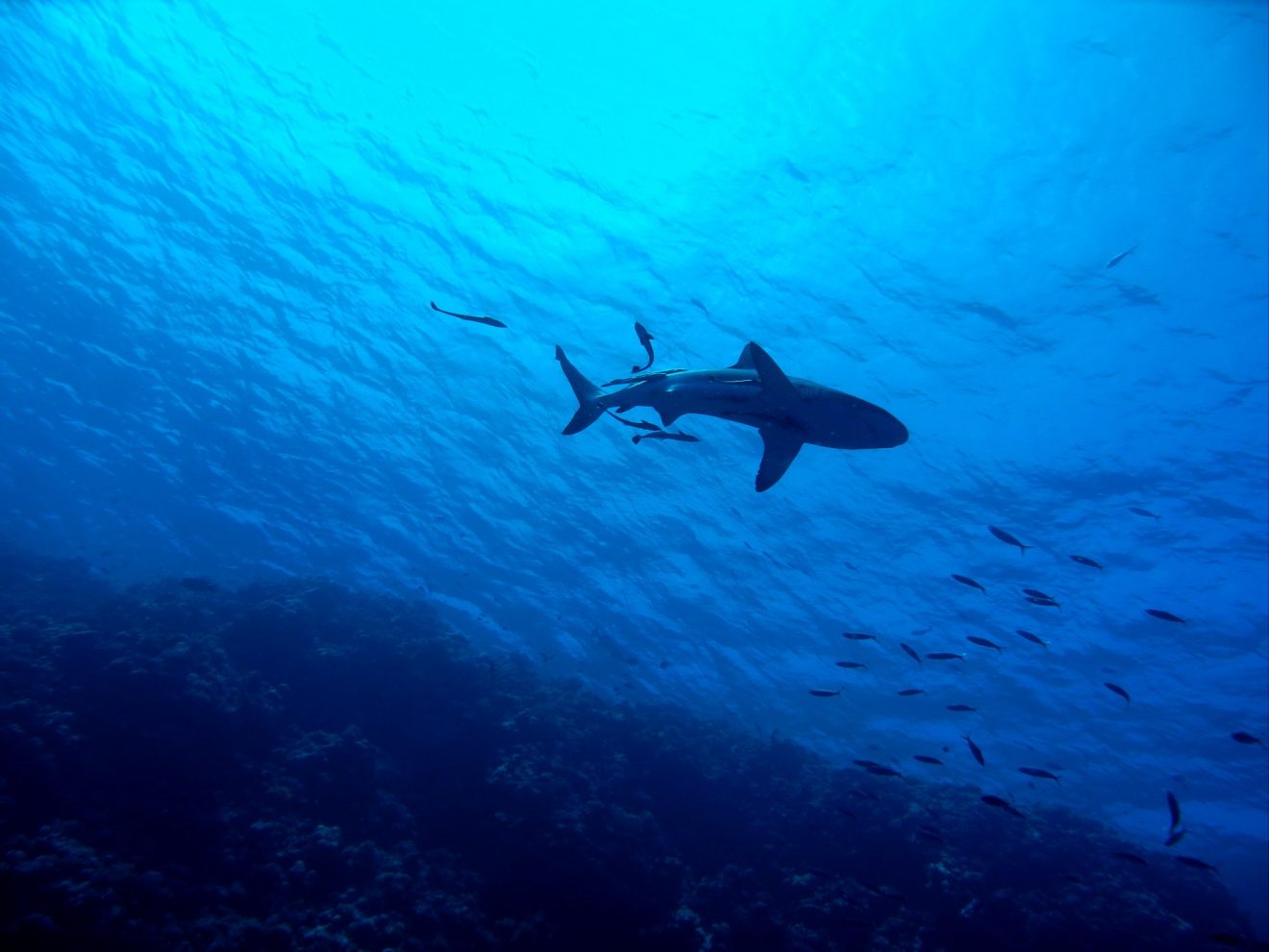 Le requin qui nageait depuis quelques jours dans les eaux d'Hyères est décédé