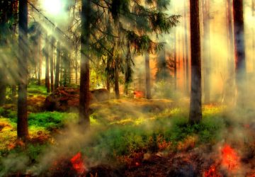 Morbihan un adolescent avoue être responsable de certains feux de forêt