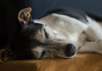 Orne une dispute éclate au sein du couple, il jette son chien du 4ème étage