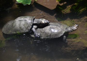 animaux masturbation