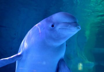 beluga seine sauvetage