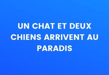 blague chat