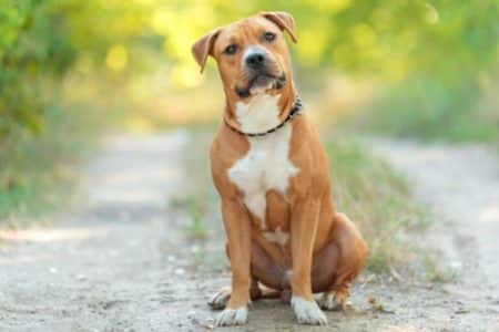 chien