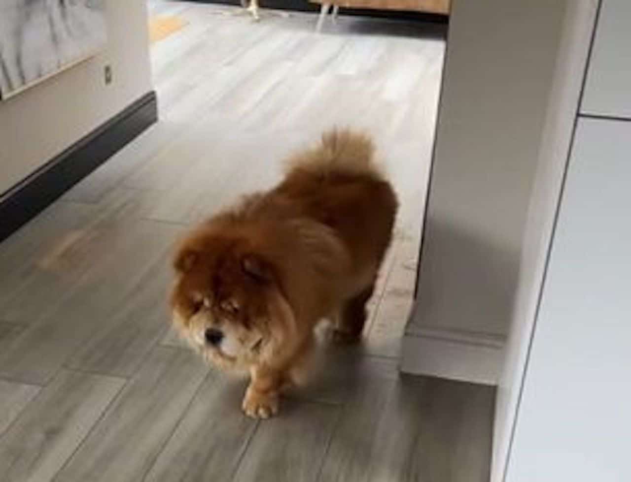chien