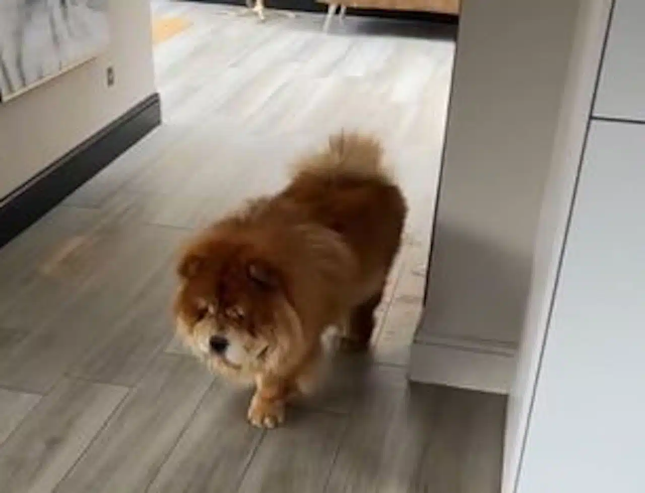 chien