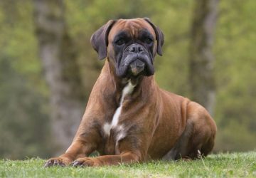chienne boxer faits divers maitre frappe son chien (2)
