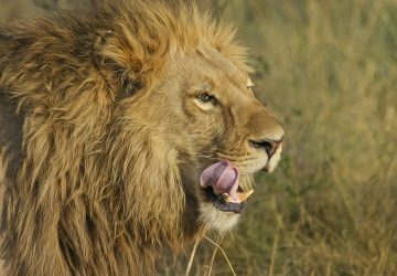 lion