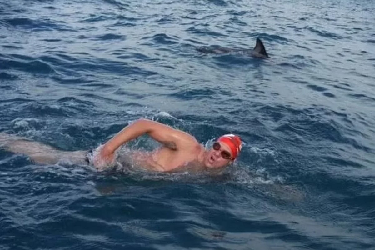 nouvelle-zelande dauphins grand requin blanc nageur