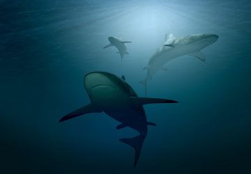 requins