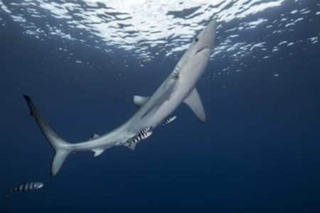 requin