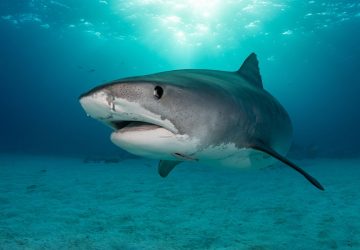 requin attaque enfant floride amputation (2)