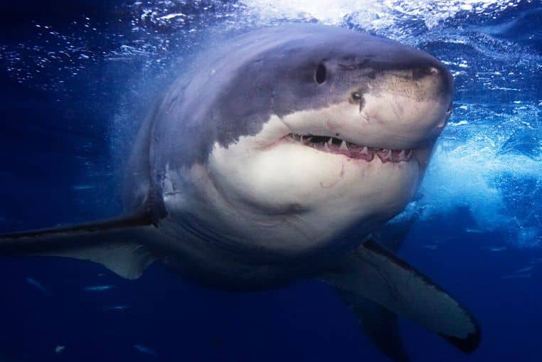 Etats-Unis: Un enfant amputé après une attaque de requin en