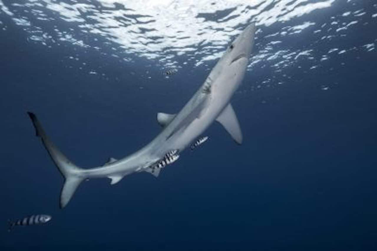 requin