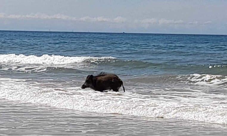 sanglier faits divers