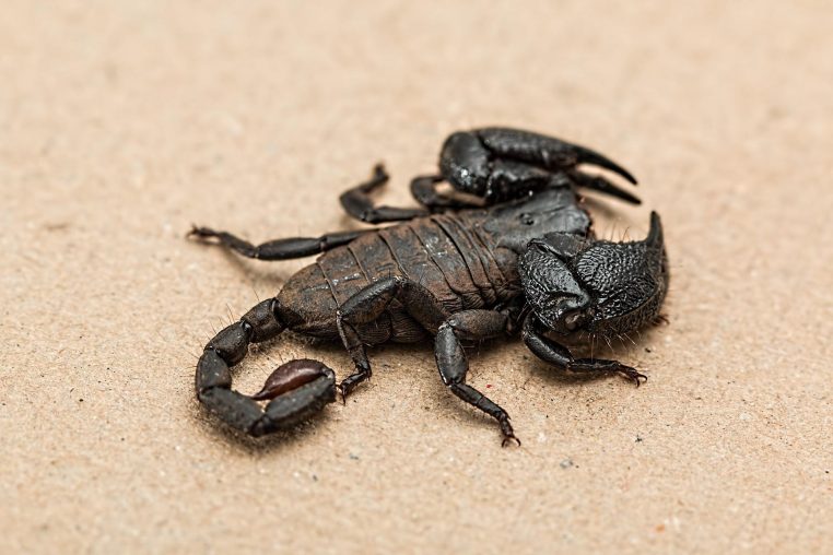 insectes dans la valise