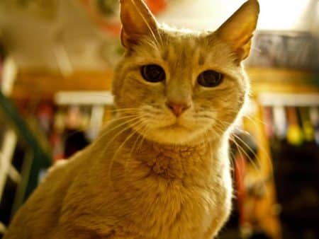 chat maire