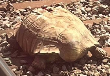 tortue