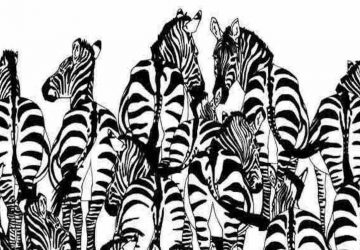 zebre enigme
