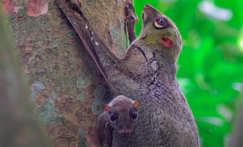 20 animaux à l'apparence vraiment étrange