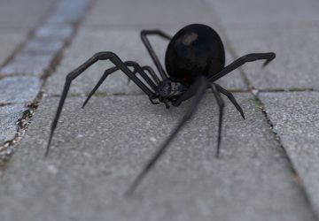Morsure d'araignée il risque l'amputation du pénis après avoir croisé la veuve noire
