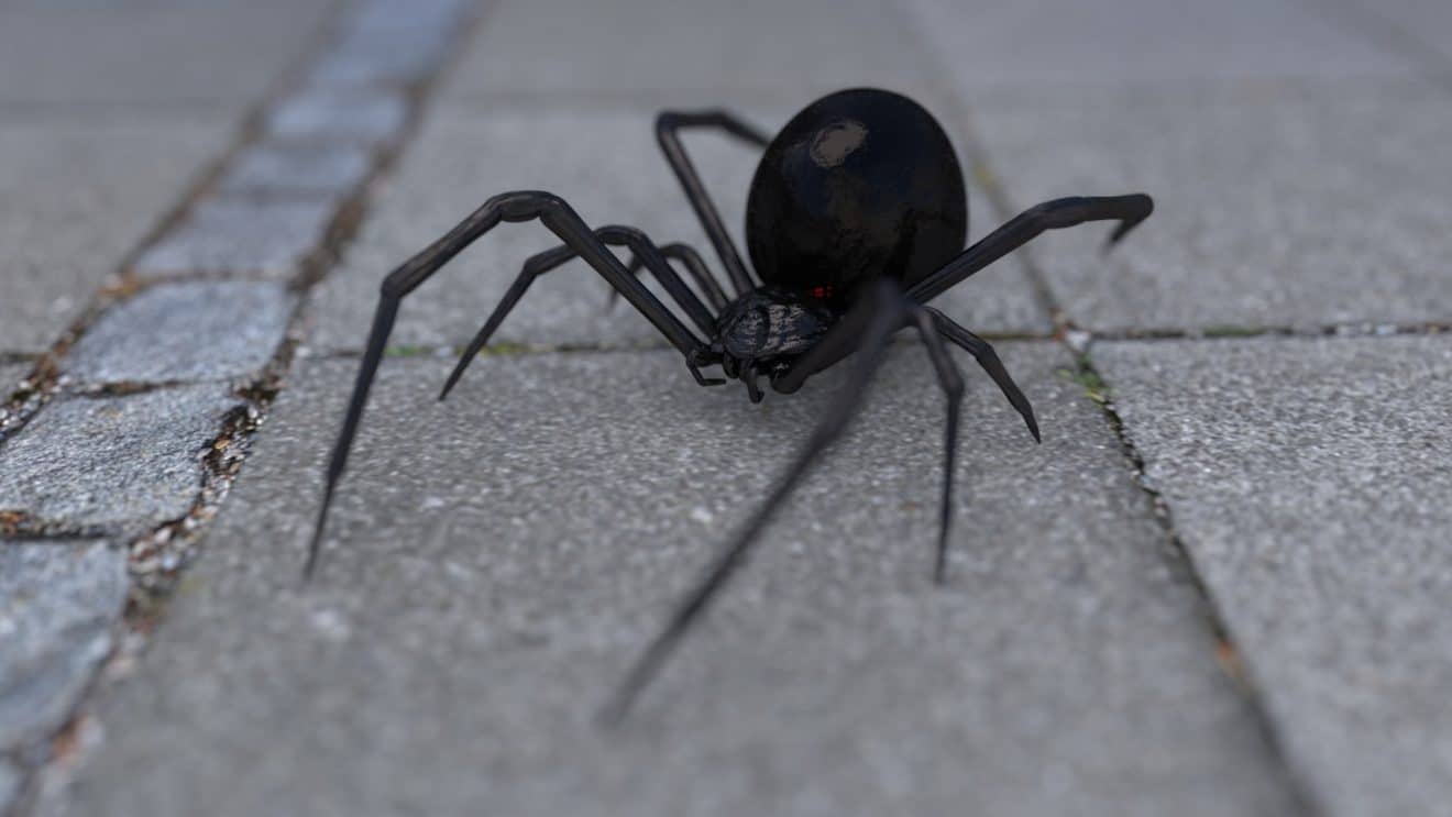 Morsure d'araignée il risque l'amputation du pénis après avoir croisé la veuve noire