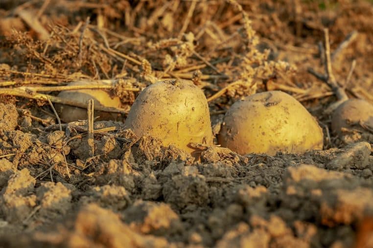 Sécheresse Mauvaise nouvelle pour votre porte-monnaie, la récolte de pomme de terre sera catastrophique cette année