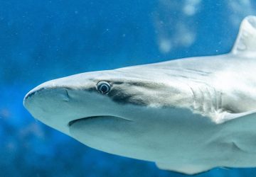 Un grand requin dessine son propre autoportrait grâce à son traceur GPS
