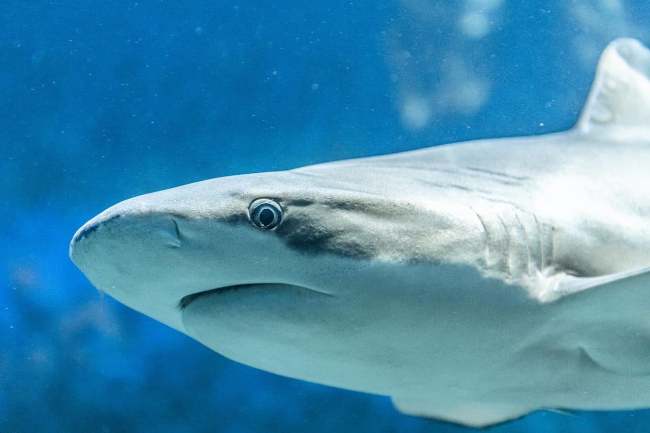 Un grand requin dessine son propre autoportrait grâce à son traceur GPS